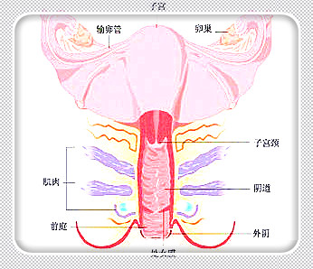 宫腔镜手术是治疗什么