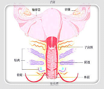 重庆正规医院做人流手术要多少钱？